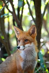 Fototapeta premium Close-up of a red fox with bright eyes looking left in blurred green forest