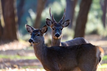 Fototapeta premium Pair of deer, a young buck with growing antlers and a companion, in forest