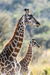 Obraz premium Two giraffes standing majestically in a sunlit natural habitat with warm glow.