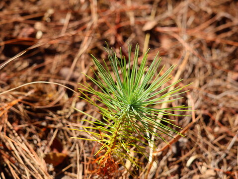 Fresh green pine saplings are growing amidst the forest floor filled with dark brown, dry pine needles in the natural sunlight.