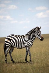 Naklejka premium Zebra with bold black and white stripes walks through sunlit dry savanna.