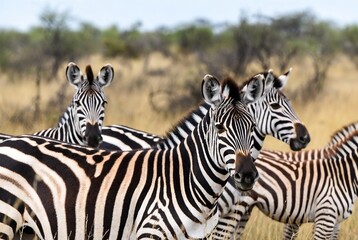Fototapeta premium A group of zebras stand in a dry grassy field under a bright sky