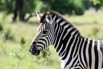 Detailed portrait of a wild zebra showcasing its unique black and white