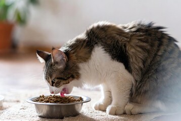 Close-up of a domestic tabby and white cat eating dry food from a metal