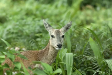 Fototapeten Rehe roe deer  © kevin