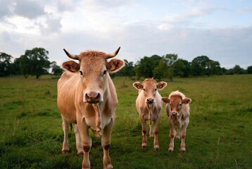 Curious adult cow with two calves standing in a lush green pasture under cloudy