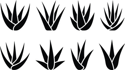 Black and White Aloe Vera Plant