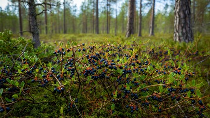 Wild Bilberries growing on a bush in a sun-dappled forest clearing, highlighting the rich, dark blue fruit against lush green foliage and mossy ground