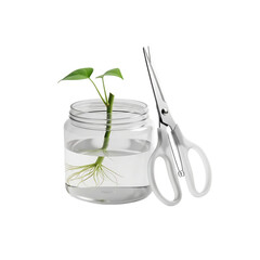 A small plant cutting with roots growing in a glass jar next to a pair of scissors