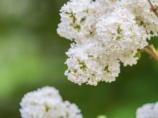 White Blooming Lilac Flowers in spring with blured background