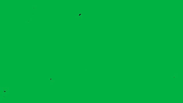 tree silhouette break and scatter around then dissapear in green screen background