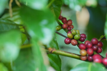 Obraz premium Colorful coffee cherries ripen along slender branches amid green leaves, showing natural growth stages and the beauty of coffee plants in a lush environment