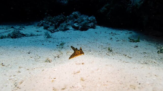 Close-up of a vibrant yellow Pikachu Nudibranch resting on the sandy seabed of Mauritius. Concept of rare macro marine life and exotic underwater biodiversity.