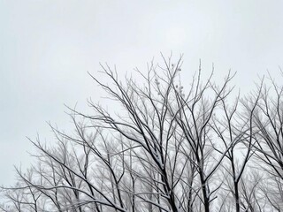 Obraz premium Bare, snow-dusted branches of deciduous trees reaching towards a muted grey winter sky, season, nature