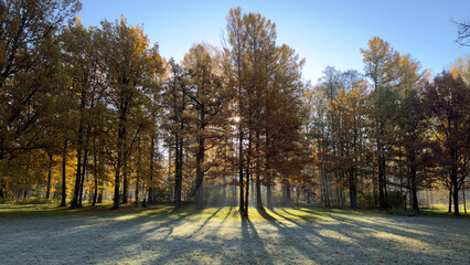 Fototapeta premium A serene autumn landscape featuring tall trees with vibrant orange and yellow leaves, casting long shadows on the ground, illuminated by soft sunlight