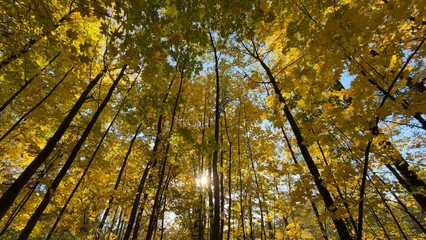 A view of tall trees with vibrant yellow leaves against a blue sky, sunlight filtering through the branches