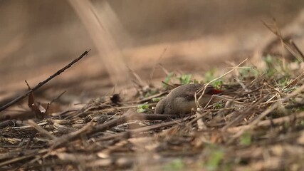 A female Red Avadavat (Amandava amandava) foraging for seeds on the ground. Her subtle sandy-brown plumage and red bill are highlighted by the morning sun.