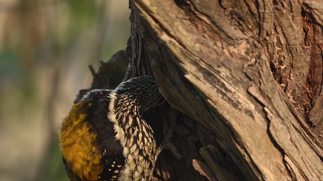 Detailed view of the "Flameback." The golden plumage on its back contrasts beautifully with the dark, textured bark of a forest tree during a morning feed.
