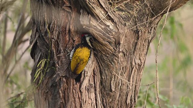 An intimate portrait of a Black-rumped Flameback feeding. The sharp focus captures its stout bill and the intricate black-and-white scaling on its throat
