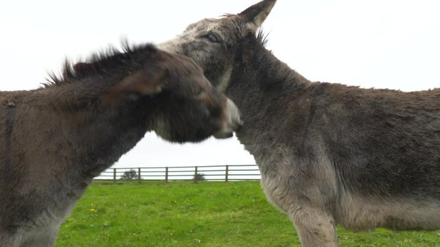 Close-up Portrait Of Donkeys On The Paddocks Near Hill Of Tara In County Meath, Ireland.