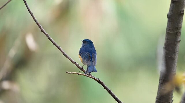 A male Himalayan Bluetail (Tarsiger rufilatus) perched on a mossy branch. Its electric blue upperparts and bright orange flanks are illuminated by soft forest light.