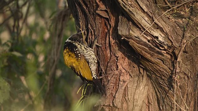 A male Black-rumped Flameback (Dinopium benghalense) hammering at a tree trunk. Its crimson crest and golden-yellow mantle glow in the warm morning light.