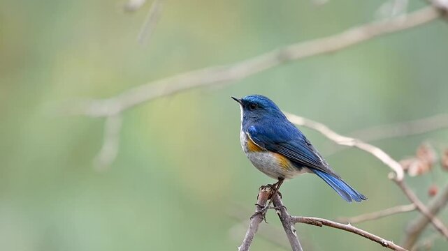 A male Himalayan Bluetail (Tarsiger rufilatus) perched on a mossy branch. Its electric blue upperparts and bright orange flanks are illuminated by soft forest light.