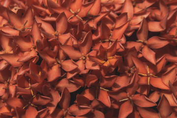 Macro photo series of vibrant red Ixora or Jungle Geranium flowers. Features dense clusters, buds, and detailed textures in moody and natural light.