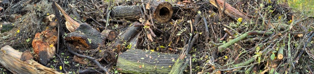 Pile of cut tree logs and branches in a forest setting.