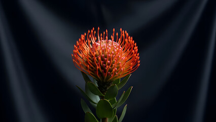 Single Leucospermum flower standing tall on dark background. Elegant minimal botanical portrait for art prints, posters, and interior decoration. Low key, full bloom 