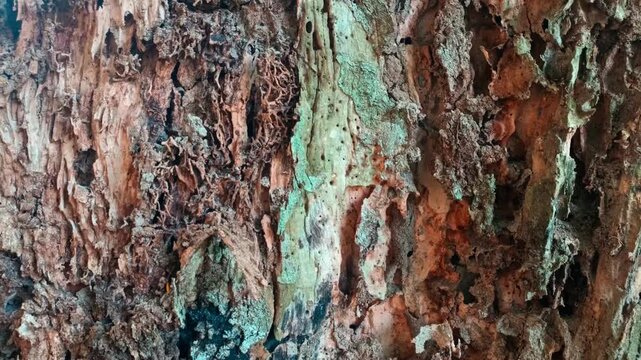 Slow pan shot across termite colony nest and damaged tree bark. Detailed texture of wood decay caused by termite infestation in natural forest setting.