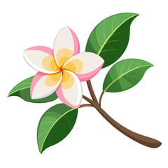 Obraz premium frangipani flower isolated on white background