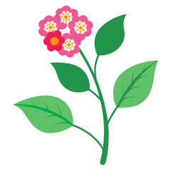lantana flower with branch on white background