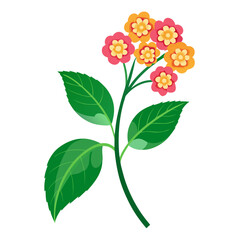 lantana flower with branch on white background