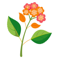 lantana flower with branch on white background
