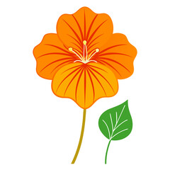 orange nasturtium flower line art with branch on white background
