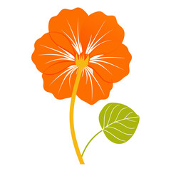 orange nasturtium flower silhouette on white background