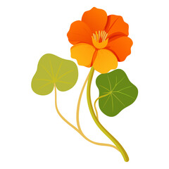  orange nasturtium flower with branch on white background