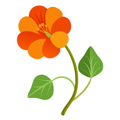 orange flower isolated on white background