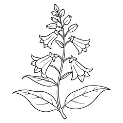 penstemon flower line art on white background