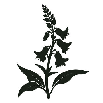 penstemon flower silhouette on white background