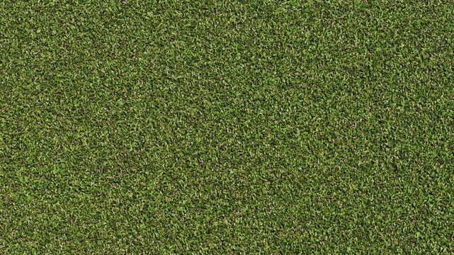 Dense Green Lemna Minor Duckweed Floating on Still Water Surface