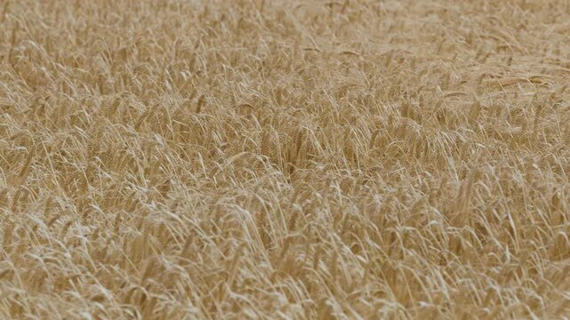 Golden Barley Field Swaying in the Wind in the Scottish Highlands