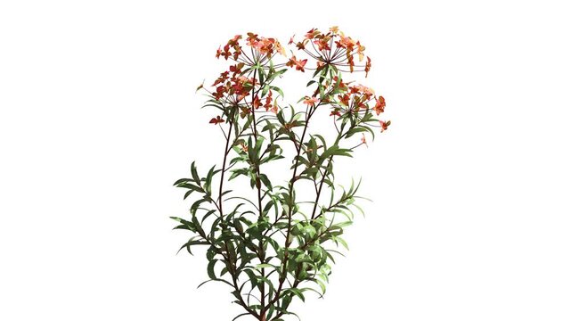 3D realistic meadow flowers isolated on white background with alpha channel to be used for architecture visualization or motion graphics.
