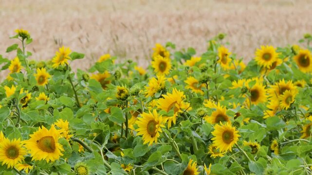 Panning Shot of Sunflowers Blowing in the Wind on a Scottish Farm