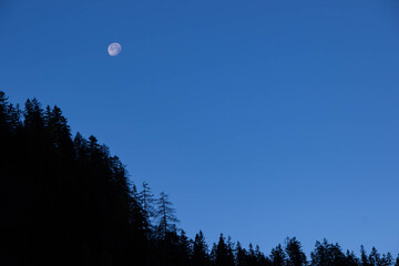 Obraz premium Moonlit night sky with a bright full moon shining over a silhouette of tall evergreen trees against a deep blue backdrop, creating a serene and tranquil atmosphere