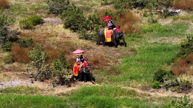 Tourists Riding Elephants Through Grassy Field in Ayutthaya Thailand