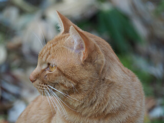 自然　動物　かわいい　景色　散歩