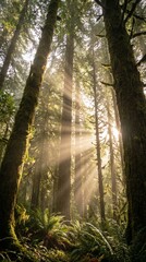 Obraz premium Sunlight pierces the misty canopy illuminating ancient moss covered redwood forest floor