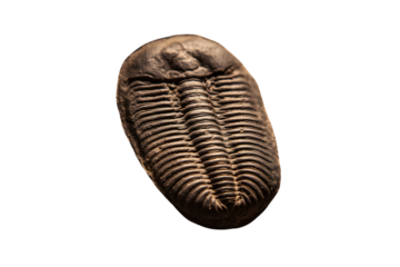 dinosaur fossil isolated on white